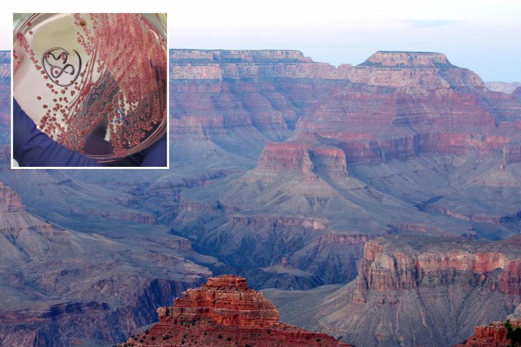 E.coli bacteria detected in Grand Canyon National Parkâs water supply